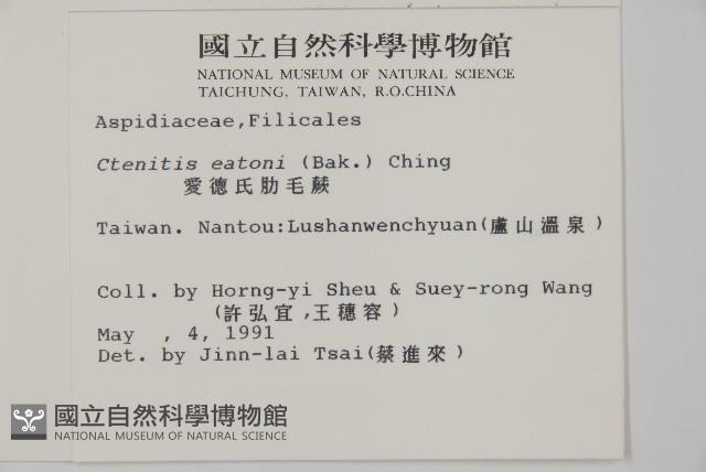 金毛蕨藏品圖，第2張