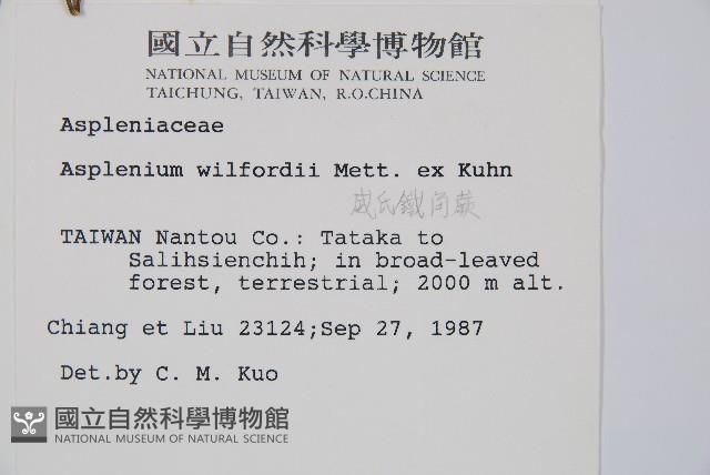 威氏鐵角蕨藏品圖，第2張