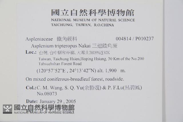 三翅鐵角蕨藏品圖，第2張