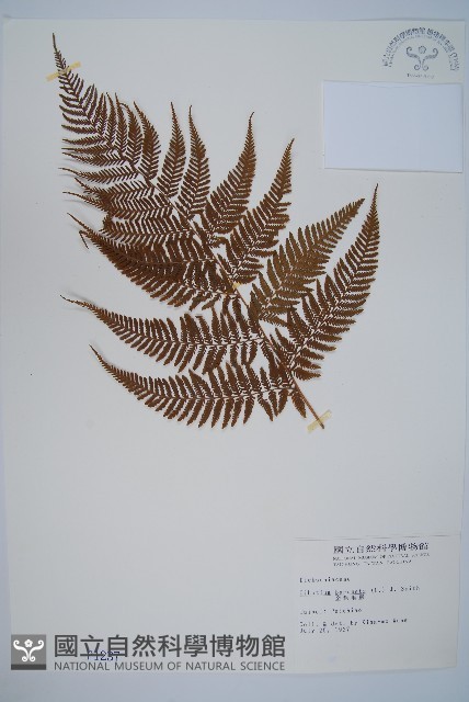 金狗毛蕨藏品圖，第1張
