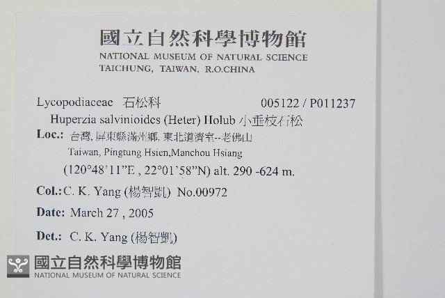 小垂枝石松藏品圖，第2張