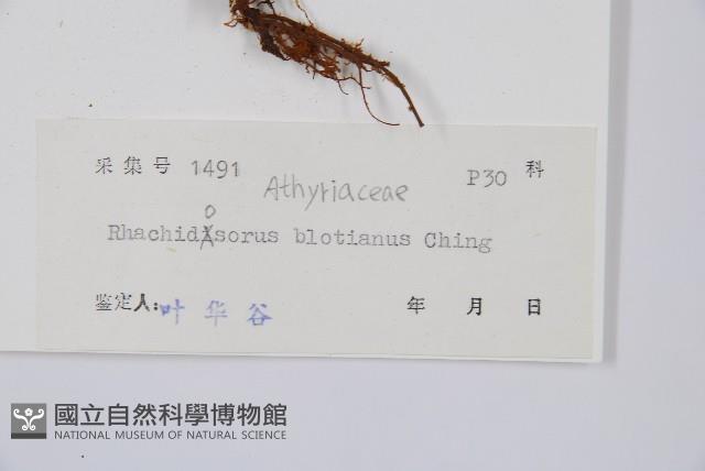 脆葉軸果蕨藏品圖，第2張