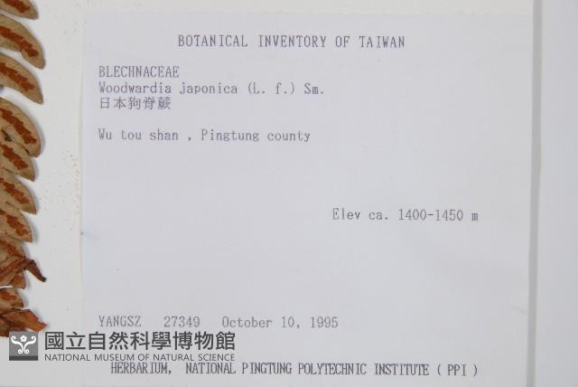 日本狗脊蕨藏品圖，第1張