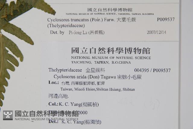 大葉毛蕨藏品圖，第2張