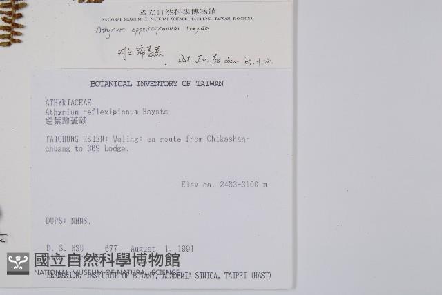 對生蹄蓋蕨藏品圖，第2張