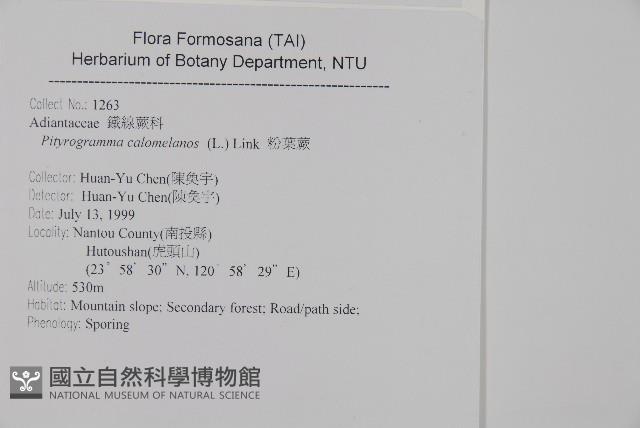 粉葉蕨藏品圖，第2張