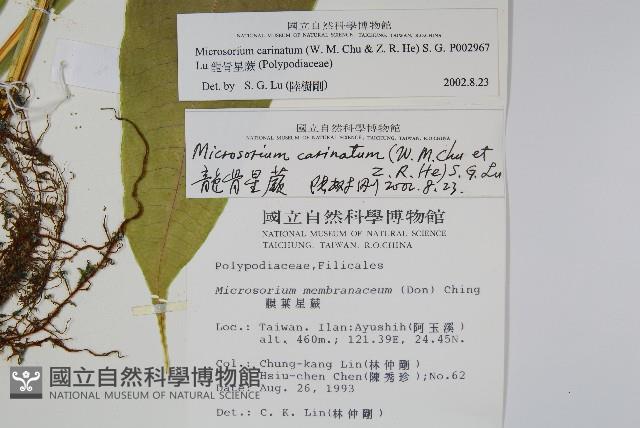 龍骨星蕨藏品圖，第2張