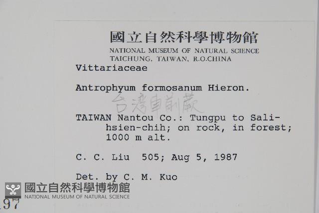 臺灣車前蕨藏品圖，第2張