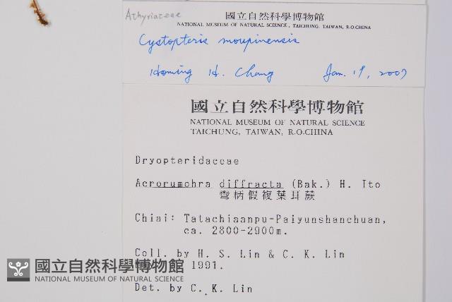 寬葉冷蕨藏品圖，第2張