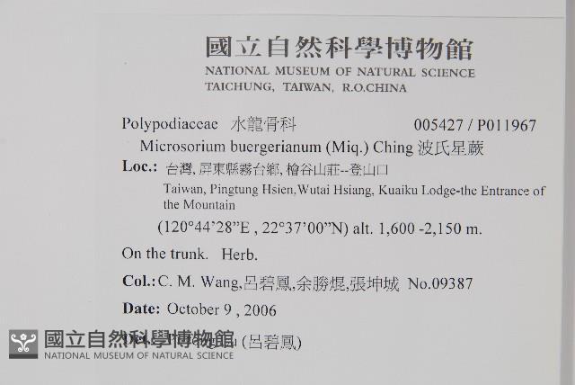 波氏星蕨藏品圖，第2張