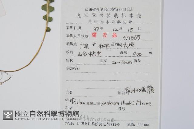 裂葉雙蓋蕨藏品圖，第2張