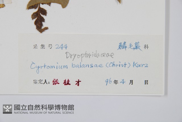 鐮羽貫眾藏品圖，第5張