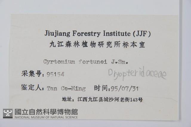 貫眾蕨藏品圖，第2張