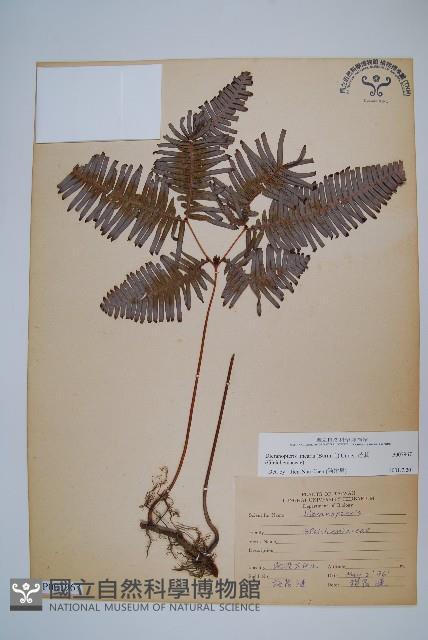 芒萁藏品圖，第1張