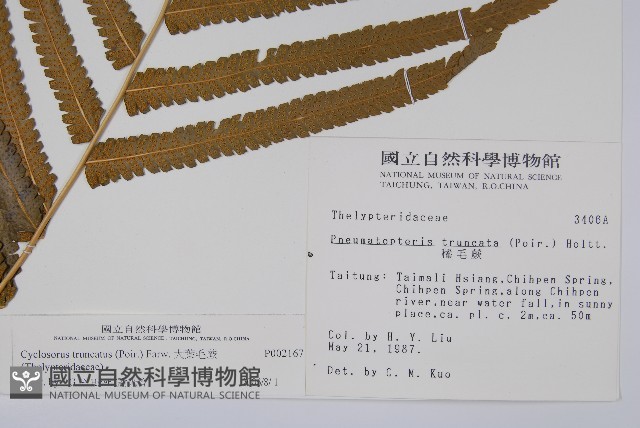 大葉毛蕨藏品圖，第2張