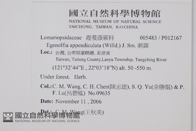 刺蕨藏品圖，第2張