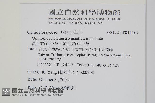 高山瓶爾小草、鈍頭瓶爾小草藏品圖，第2張