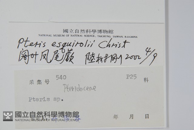 闊葉鳳尾蕨藏品圖，第2張