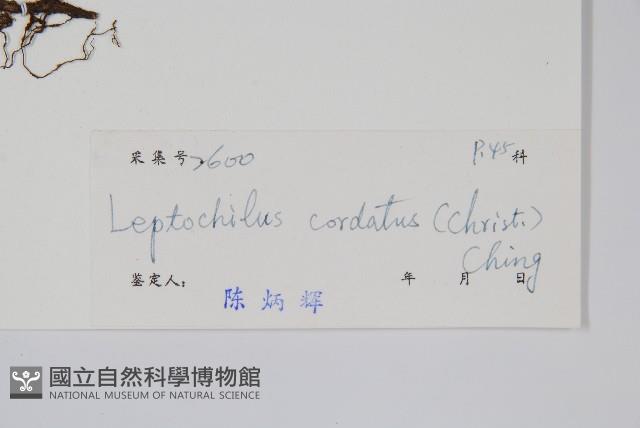 心葉薄唇蕨藏品圖，第2張