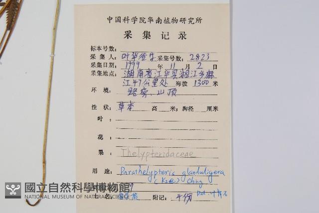 密腺副金星蕨藏品圖，第2張