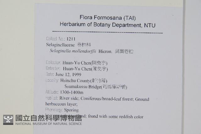 異葉卷柏藏品圖，第2張