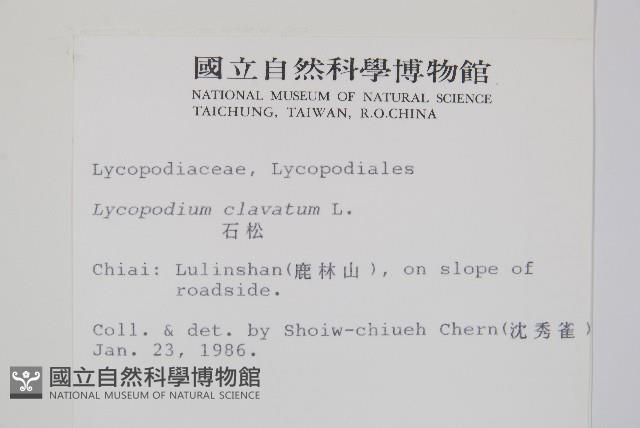 石松藏品圖，第2張