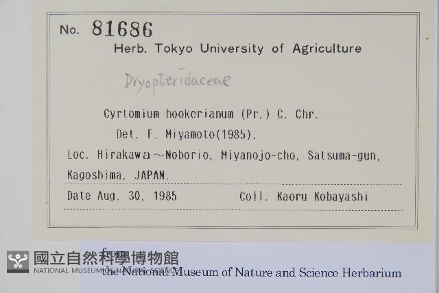 狹葉貫眾蕨藏品圖，第2張