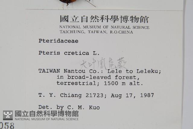 大葉鳳尾蕨藏品圖，第2張