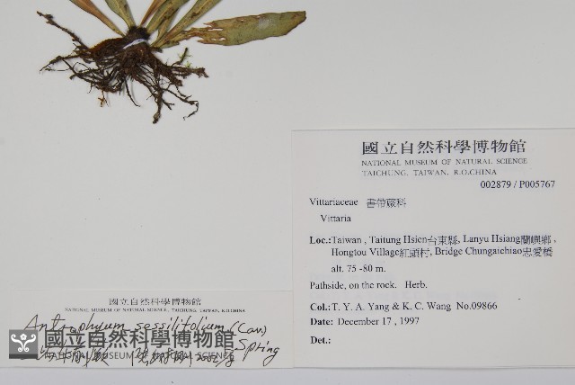 蘭嶼車前蕨藏品圖，第2張