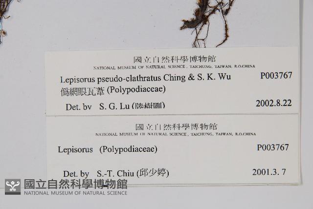 偽網眼瓦葦藏品圖，第2張