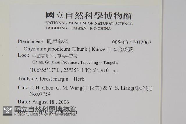 日本金粉蕨藏品圖，第2張