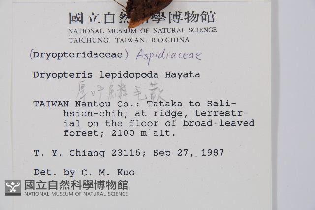 厚葉鱗毛蕨藏品圖，第2張