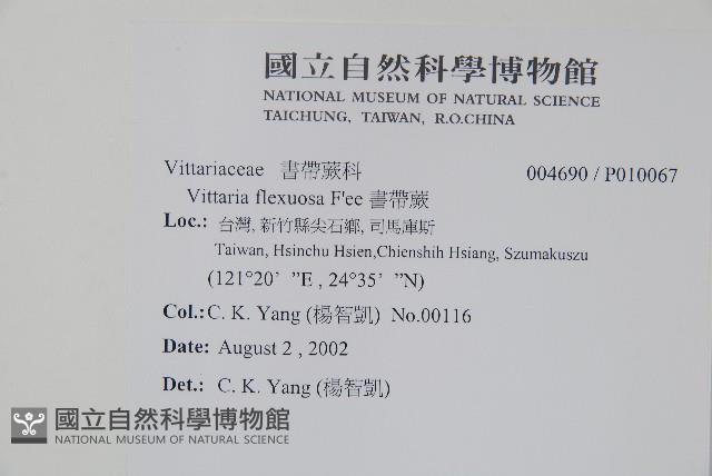 書帶蕨藏品圖，第2張