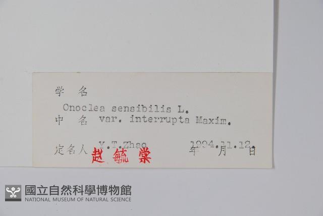 球子蕨藏品圖，第2張