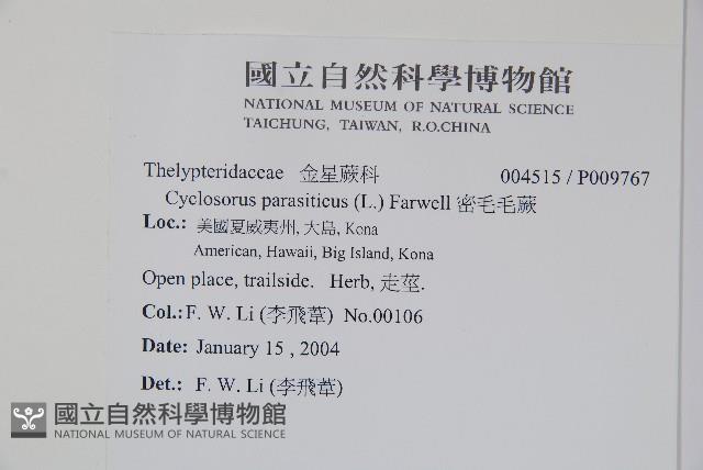 密毛毛蕨藏品圖，第2張