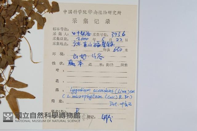 小葉海金沙藏品圖，第2張