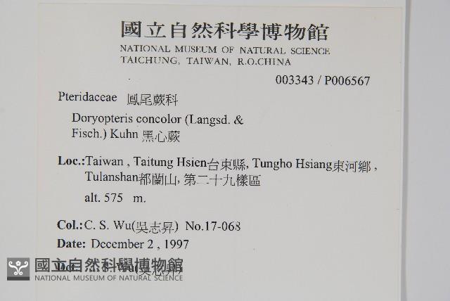 黑心蕨藏品圖，第2張