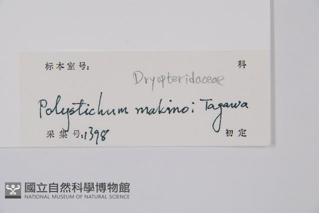 黑鱗耳蕨藏品圖，第2張