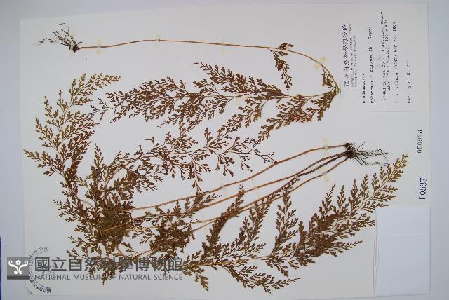 烏蕨藏品圖，第1張