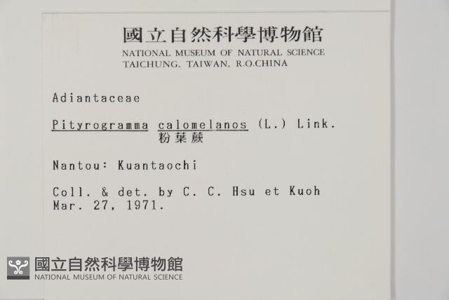 粉葉蕨藏品圖，第2張