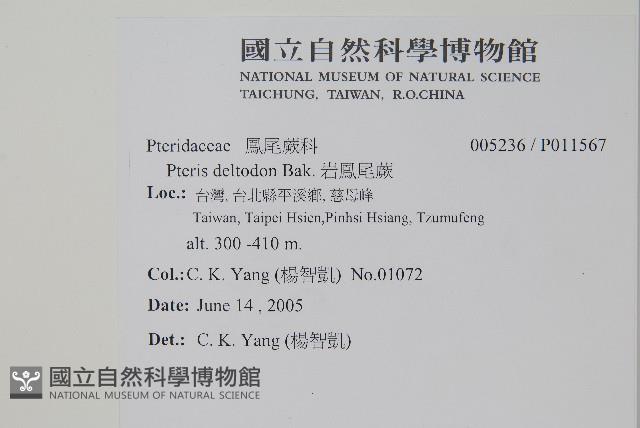 岩鳳尾蕨藏品圖，第2張