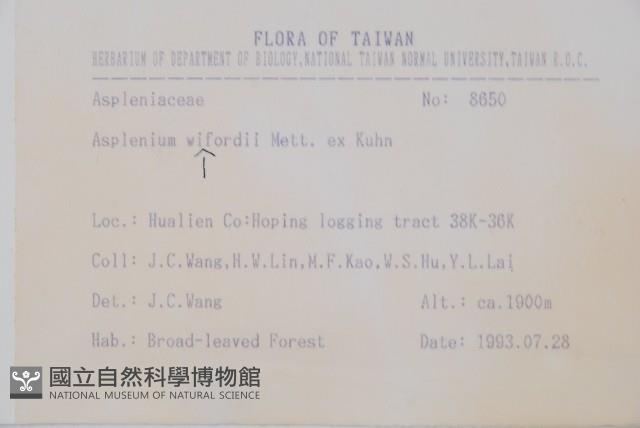 威氏鐵角蕨藏品圖，第2張