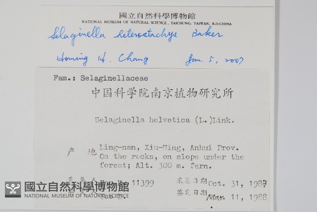 姬卷柏藏品圖，第2張