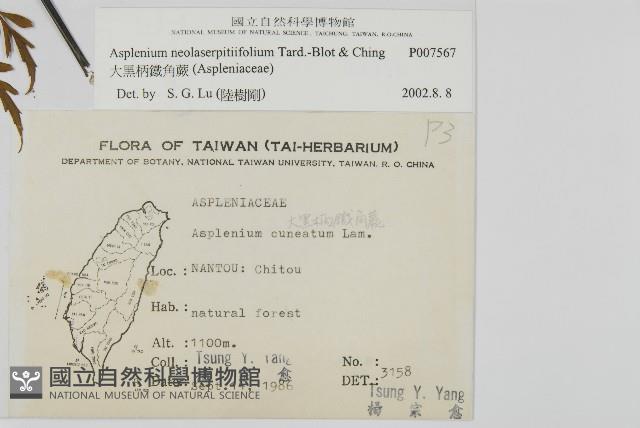 大黑柄鐵角蕨、黃鱗鐵角蕨、大羽鐵角蕨藏品圖，第2張