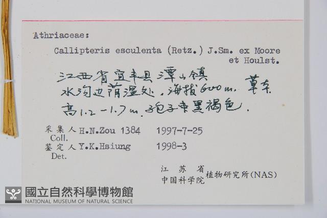 菜蕨藏品圖，第2張