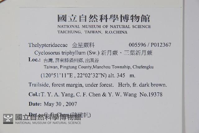 新月蕨、三葉新月蕨藏品圖，第2張