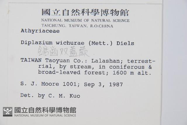 鋸齒雙蓋蕨、線葉雙蓋蕨、刺鱗雙蓋蕨藏品圖，第2張