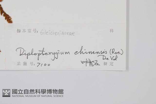 中華裡白藏品圖，第2張