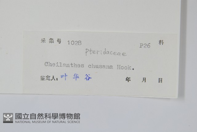 細葉碎米蕨藏品圖，第2張