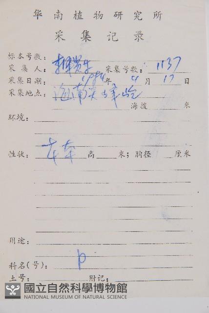 草綠短腸蕨藏品圖，第2張